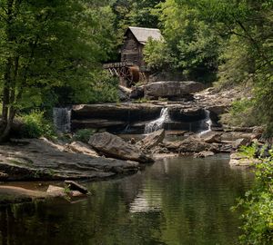 Scenic view of lake in forest