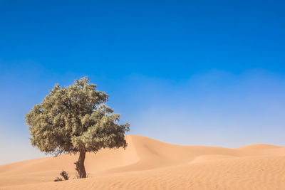 Tree in desert against blue sky