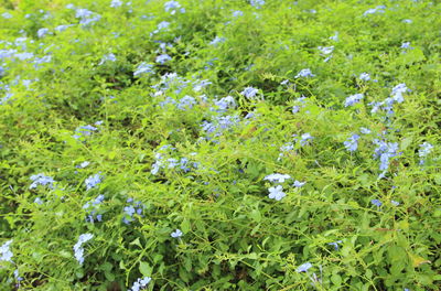 High angle view of flowering plant growing on field