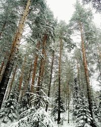 Low angle view of trees against sky during winter