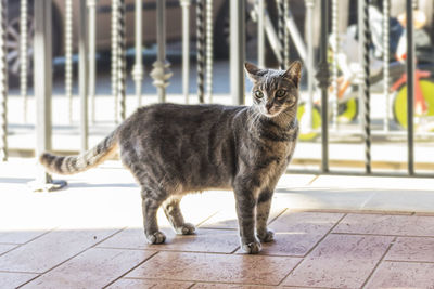 Portrait of cat on floor