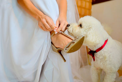 Midsection of bride tying high heels with his white dog