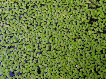 Full frame shot of green leaves