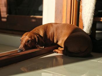 Dog resting on floor at home