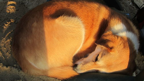 Close-up of cat sleeping