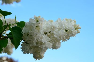 Close-up of white hydrangea flowers against clear blue sky