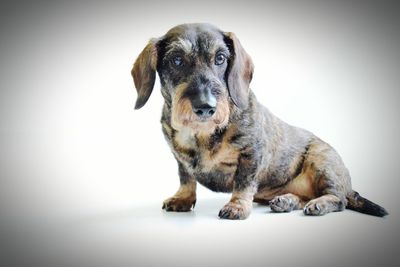 Portrait of dog sitting against white background