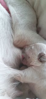 Close-up of dog sleeping