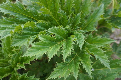 High angle view of insect on plant