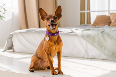 Miniature brown pinscher stands against the background of a bed and a window.