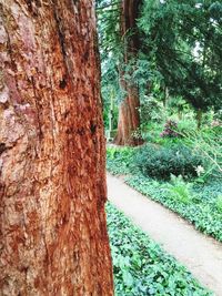 Close-up of tree trunk