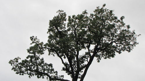 Low angle view of trees against clear sky