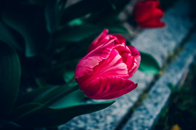 Close-up of red rose