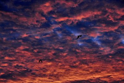 Low angle view of silhouette birds flying against orange sky