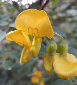 Close-up of yellow flowers