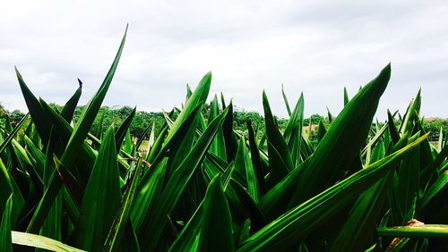 Plants growing in field