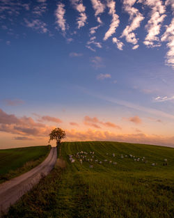 Scenic view of field against sky during sunset