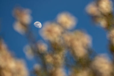 Low angle view of plant against blue sky