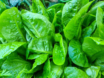 Fresh rain drops in close up view on green plant leaves