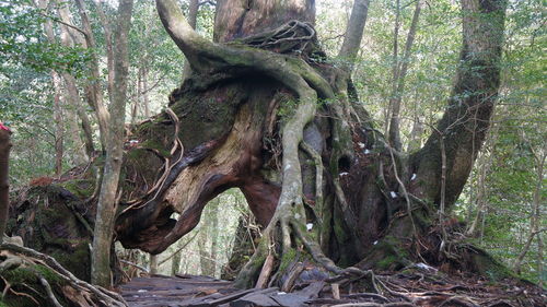 Statue of tree