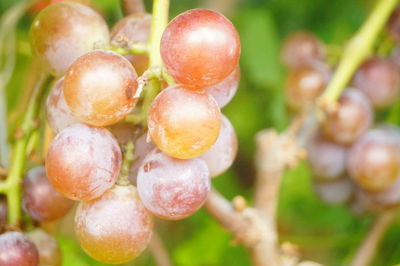 Close-up of grapes