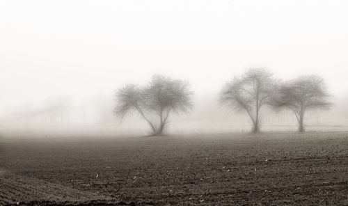Scenic view of field in foggy weather