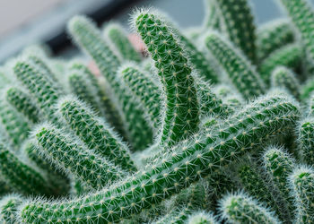 Close-up of cactus plant