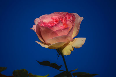 Close-up of pink rose against blue sky