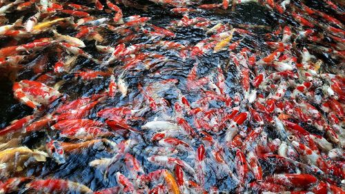 High angle view of koi carps swimming in pond