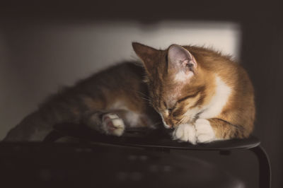 Close-up of cat sitting on floor