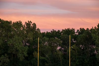 Plants growing on field against sky during sunset