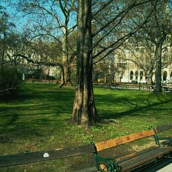 Trees in park