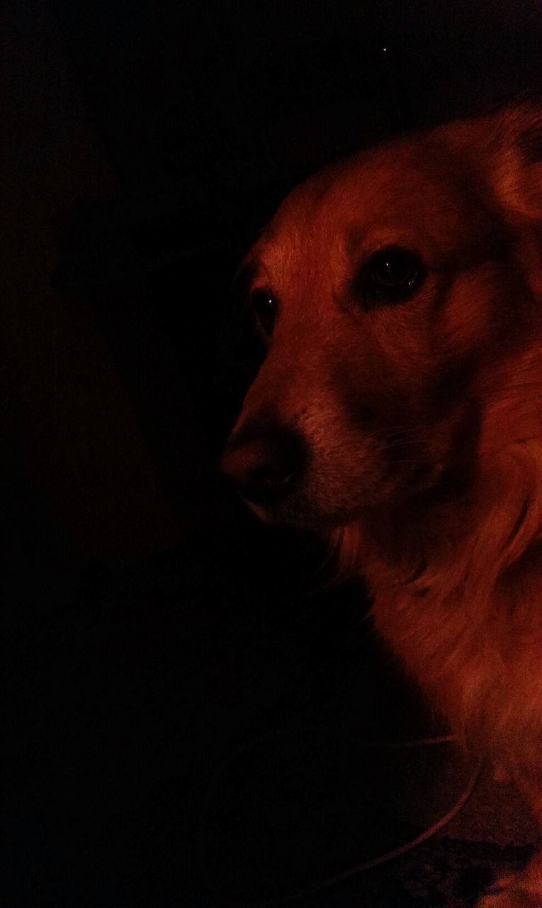 animal themes, one animal, dog, domestic animals, pets, mammal, animal head, close-up, indoors, portrait, studio shot, looking away, animal body part, black background, no people, zoology, copy space, animal eye, night