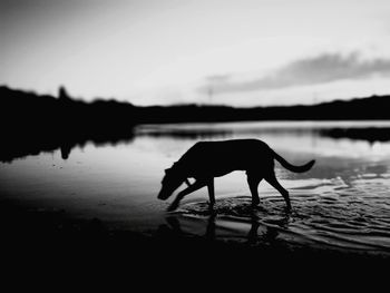 Side view of silhouette horse drinking water