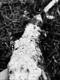 Close-up of lichen on tree trunk