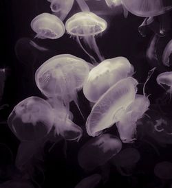 Close-up of jellyfish in water