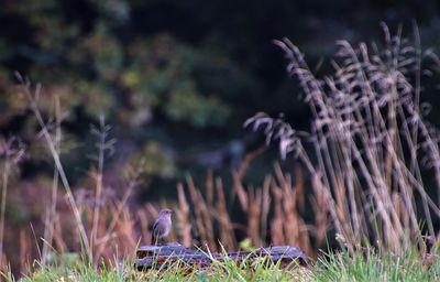 View of birds on land