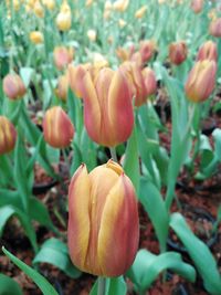 Close-up of flowering plants on field