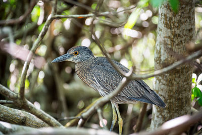 Close-up of yellow-crowned night heron perching on tree