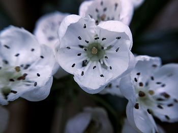 Close-up of white cherry blossom