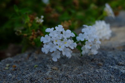Close-up of white flowers