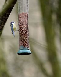 Close-up of bird perching on branch