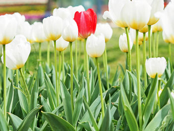 Close-up of white flowering plants