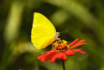 Close-up of butterfly pollinating on flower