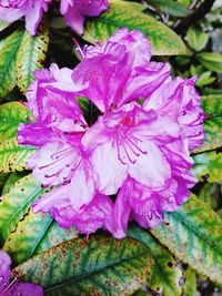 Close-up of flowers