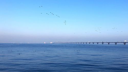 Birds flying over sea against sky