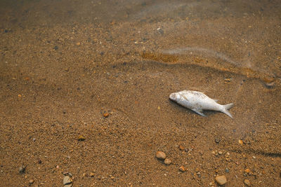 High angle view of crab on beach