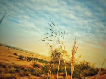 Close-up of stalks in field against sky