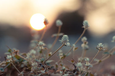 Close-up of flowering plants on field