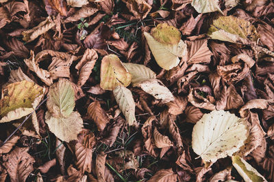 High angle view of dry leaves on field